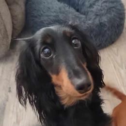 Harmony - Dachshund