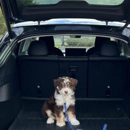 Aussiedoodle, Bernedoodle, and Goldendoodle Puppies from Johnson's Doodles