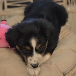 Ivy - Black tri female Miniature Australian Shepherd puppy in Lincoln, California from Elegant Aussies