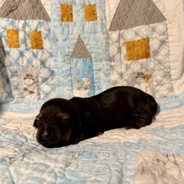 Autumn - Red female Dachshund puppy in Nampa, Idaho from 208 Wiener Wiggle Butts LLC