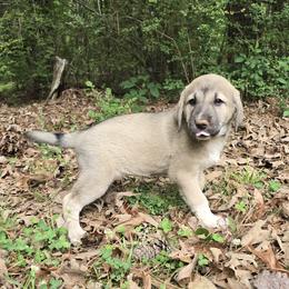 Kivah - Fawn female Anatolian Shepherd Dog puppy in La Grange, Georgia from Florida Anatolian Shepherds
