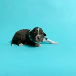 Max - Red tri-color male Australian Shepherd puppy in Placerville, California from BFF Aussies