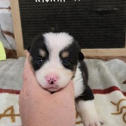 Rory - Black and tan female Pembroke Welsh Corgi puppy in Chariton, Iowa from Kickin It Acres BCs