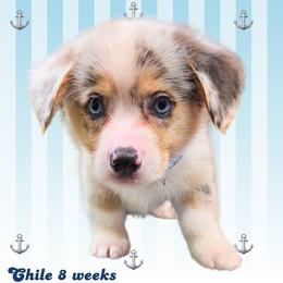 Chile - Blue merle and white male American Corgi puppy in Mansfield, Ohio from Moonrise corgis
