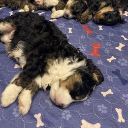 Australian Labradoodle, Bernedoodle, and Cockapoo Puppies from Dream Doodles and Cockapoos