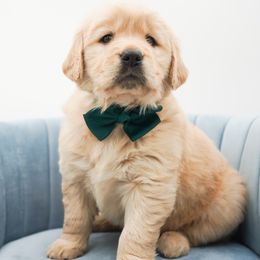 Pumpkin - Light golden female Golden Retriever puppy in Elmwood Park, Illinois from HuskiesAndGoldensWithFinesse
