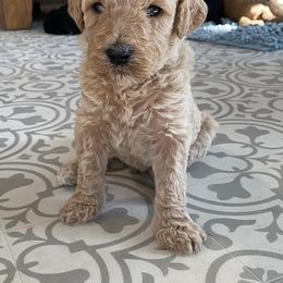 Goldendoodle Puppies from River Bend Goldendoodles