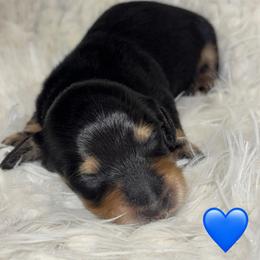 BC - Black and cream male Dachshund puppy in Rutherfordton, North Carolina from Mountain Farm Dachshunds