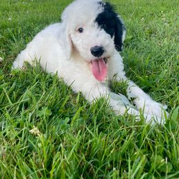 Alpha - Black and white male Sheepadoodle puppy in Pataskala And Thornville, Ohio from Four Front Doodles - Pataskala