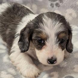 Hestia - Dapple female Dachshund puppy in Tonopah, Arizona from Desert Diamond Dachshunds