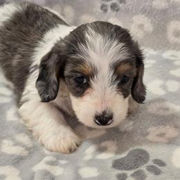 Hestia - Dapple female Dachshund puppy in Tonopah, Arizona from Desert Diamond Dachshunds