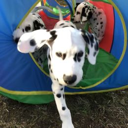 Dalmatian Puppies from Revere Dalmatians