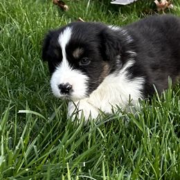 Boy 2 - Black tri-color Australian Shepherd puppy in Somonauk, Illinois from Shellyn’s Australian Shepherds