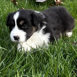 Boy 2 - Black tri-color Australian Shepherd puppy in Somonauk, Illinois from Shellyn’s Australian Shepherds