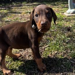 Grey - Red and rust female Doberman Pinscher puppy in Medina, Tennessee from Valorosa Doberman Kennel
