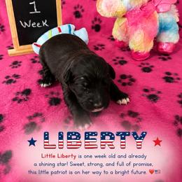Liberty - Black and white female Sheepadoodle puppy in Glen Rose, Texas from Clevenger’s Sheepadoodle Fur Baby Farm