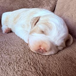 Pip - Cream female Aussiedoodle puppy in Maysville, Missouri from Mini AussieDoodles on Meadow Lane