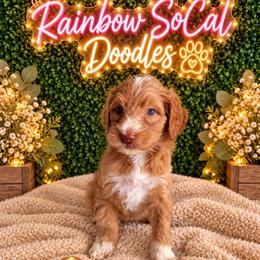 Yrene - Cream female Goldendoodle puppy in Moreno Valley, California from Rainbow SoCal Doodles