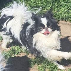 Chihuahua and Japanese Chin All Grown Up from Gift of Gods Favor