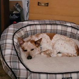 Nikki - Australian Cattle Dog