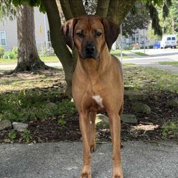 Seige - Rhodesian Ridgeback