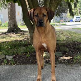 Seige - Rhodesian Ridgeback