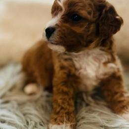 Molly - female Cavapoochon puppy in Natural Bridge, Virginia from Rockbridge Puppies