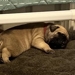 Bullmastiff puppies from Meteora Bullmastiffs