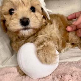 Blanche - Apricot female Maltipoo puppy in West Jordan, Utah from Mid Sized Maltipoos and More LLC