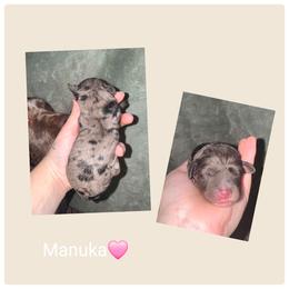 Manuka - Silver-beige female Springerdoodle puppy in Freeland, Michigan from McNally's Springer Spaniels