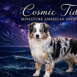 Miniature American Shepherds from Cosmic Tides Miniature American Shepherds
