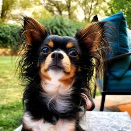 Bogart - Chihuahua