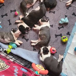 Boston Terrier Puppies from Big Sky Bostons