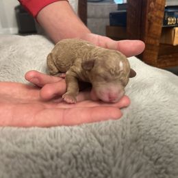 Cockapoo Puppies from Cajun Cockapoo’s