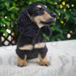 Hunwet - Black and cream male Dachshund puppy in Temecula, California from Naomi Magee's Dachshund Kennel