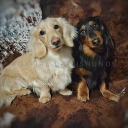 Dachshunds from Foxfire Dachshunds