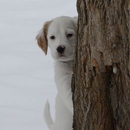 Ruckus - Orange belton male English Setter puppy in Tiskilwa, Illinois from First Harmony Farms