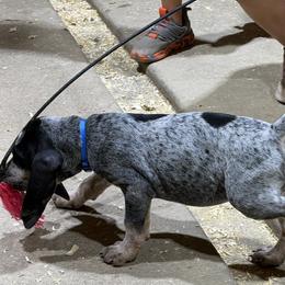 Bluetick Coonhound Puppies from 5280 Show stock