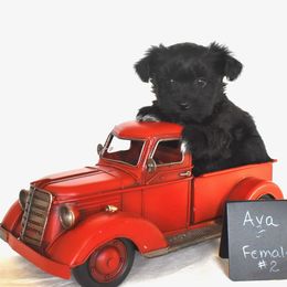 Ava Girl 2 - Black and silver female Miniature Schnauzer puppy in Caldwell, Idaho from Nichols Miniature Schnauzers
