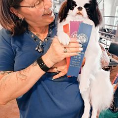 Japanese Chin Puppies from Mystike Japanese Chin