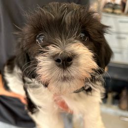 Havanese Puppies from Havanese Puppies of the Northshore