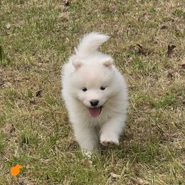 Samoyed Puppies from Limelight Samoyeds