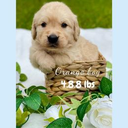 Golden Retriever Puppies from All shades Golden