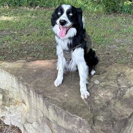 Shane - Australian Shepherd