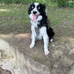 Shane - Australian Shepherd