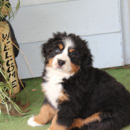 Bernese Mountain Dog Puppies from Baby Bear Bernese Kennel