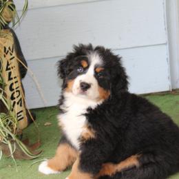 Bernese Mountain Dog Puppies from Baby Bear Bernese Kennel