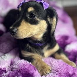 Violet - Black and cream female Dachshund puppy in Auburndale, Florida from Doxster Dachshunds