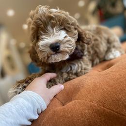 Goldendoodle Puppies from Lady Paws Puppies
