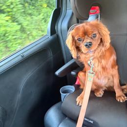 Flynn - Cavalier King Charles Spaniel